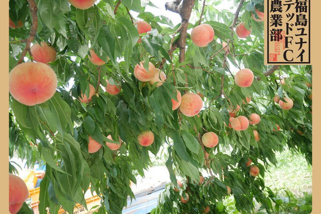 福島ユナイテッドFC農業部の桃の予約販売のお知らせ